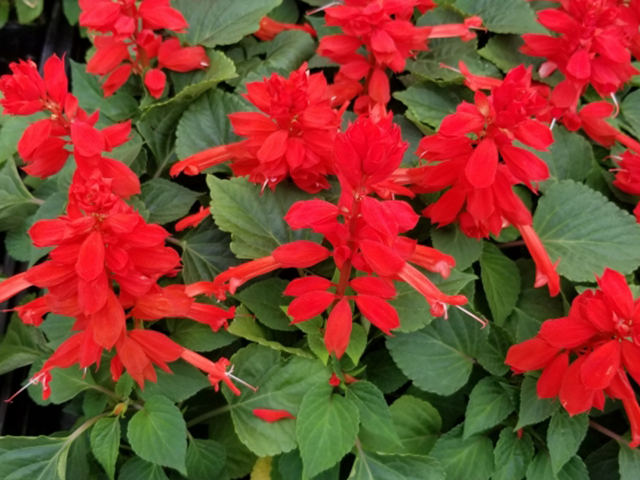 ８月７日 明日は何の日 Smile日記